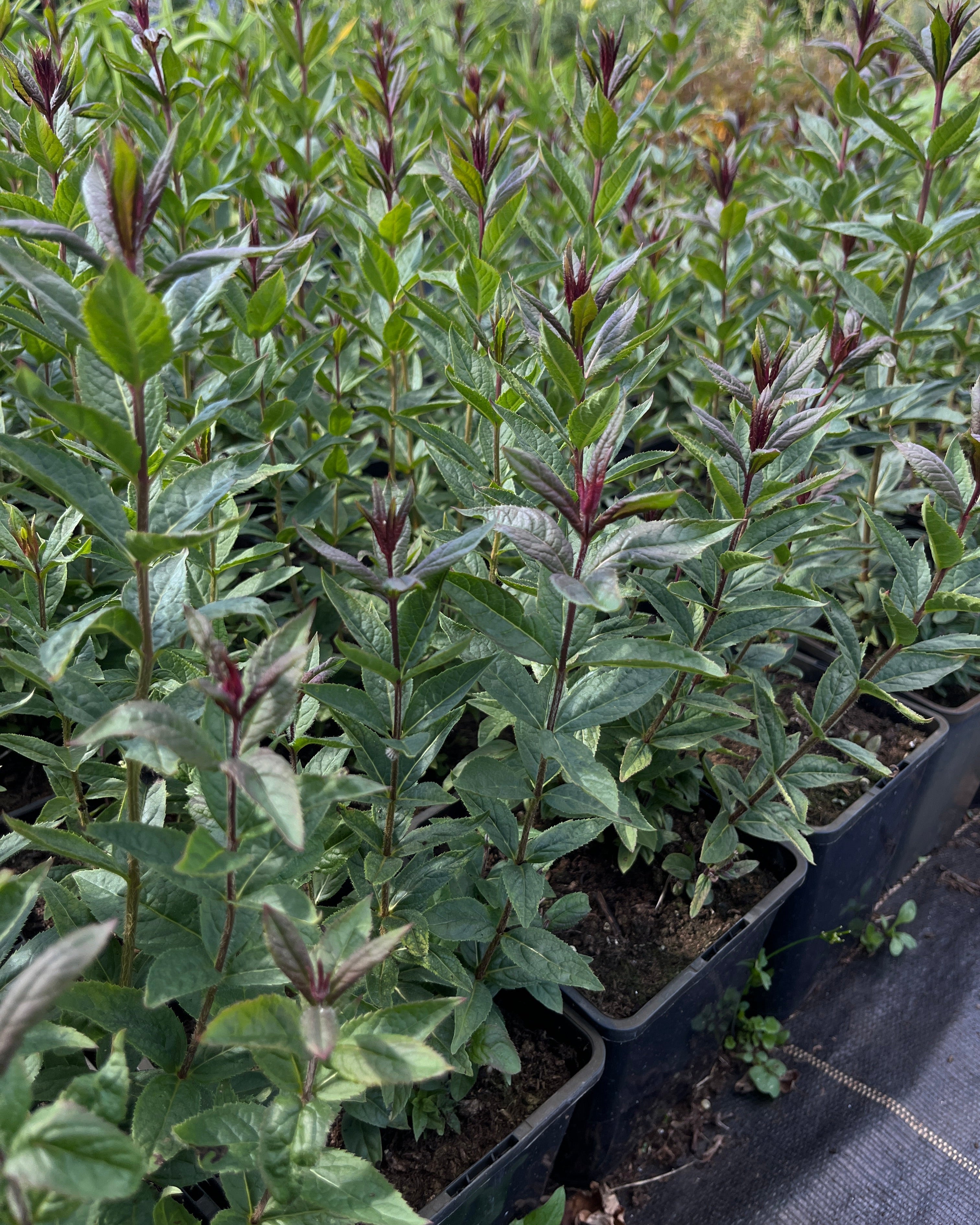 Männasmaialane 'Kleine Erica'