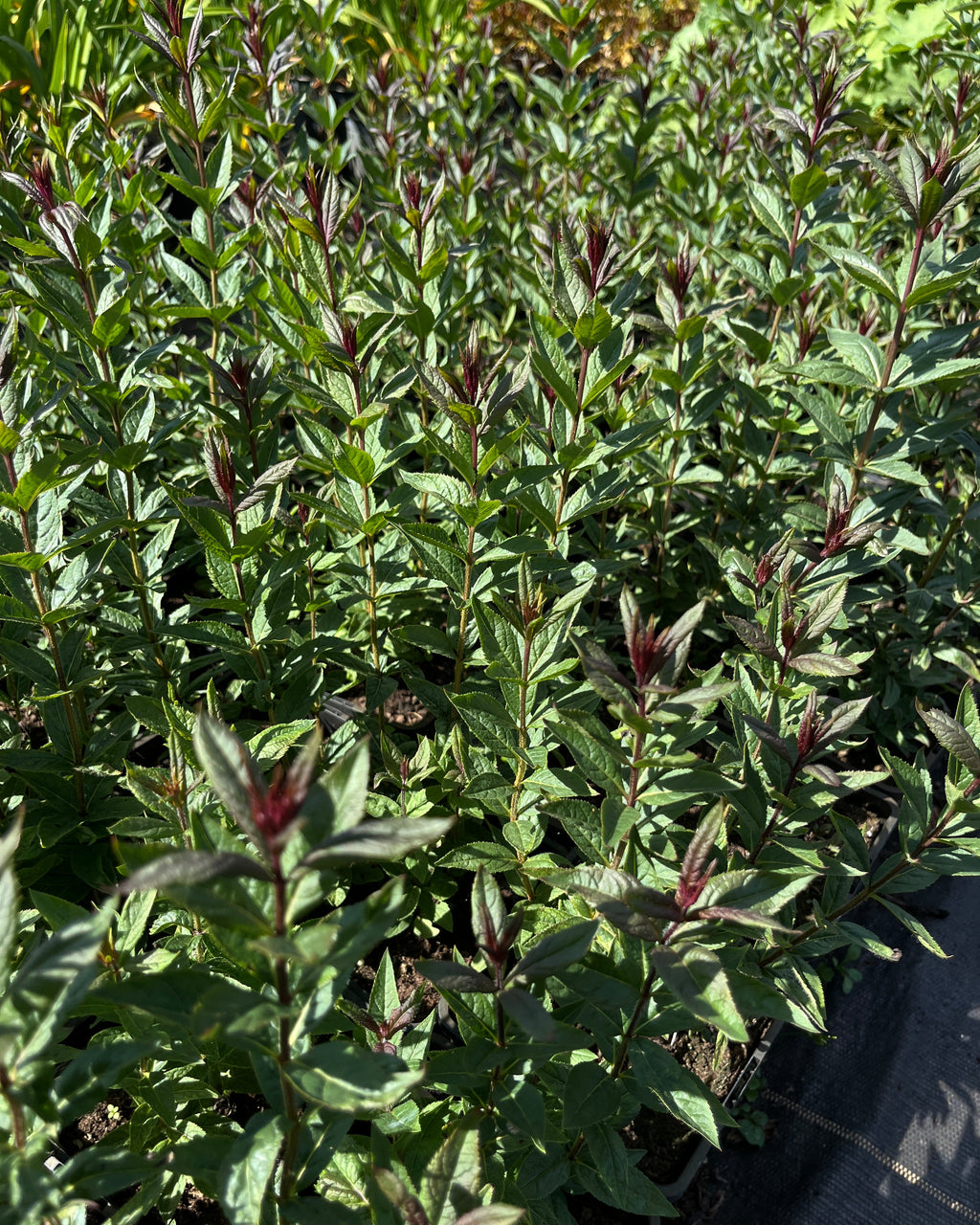 Männasmaialane 'Kleine Erica'