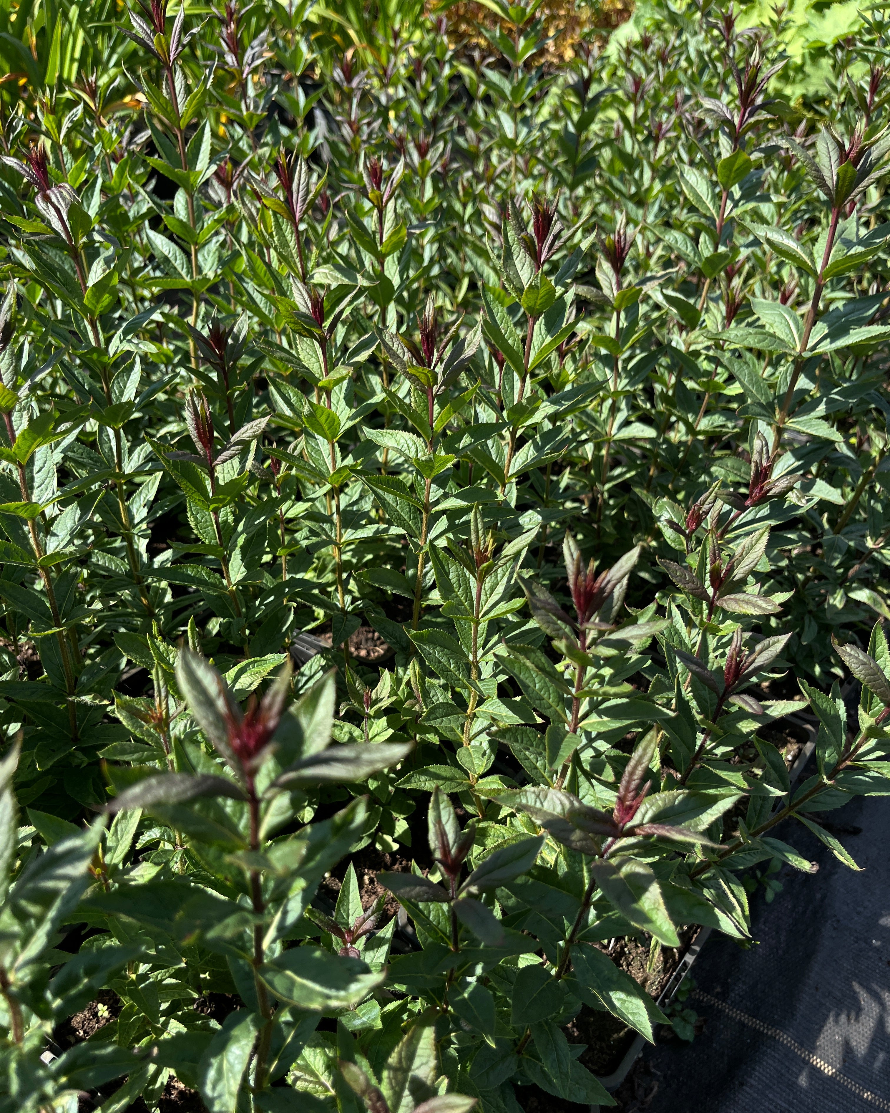 Männasmaialane 'Kleine Erica'