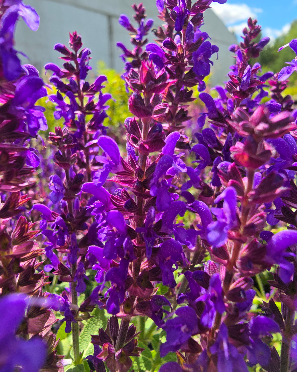 Metssalvei Sensation 'Compact Deep Blue'