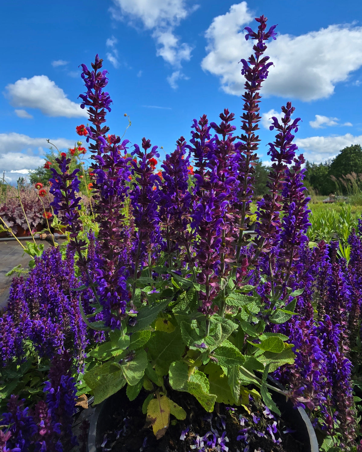 Metssalvei Sensation 'Compact Deep Blue'