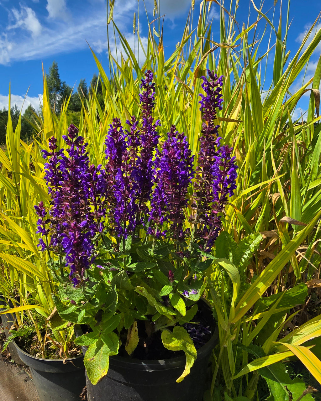 Metssalvei Sensation 'Compact Deep Blue'
