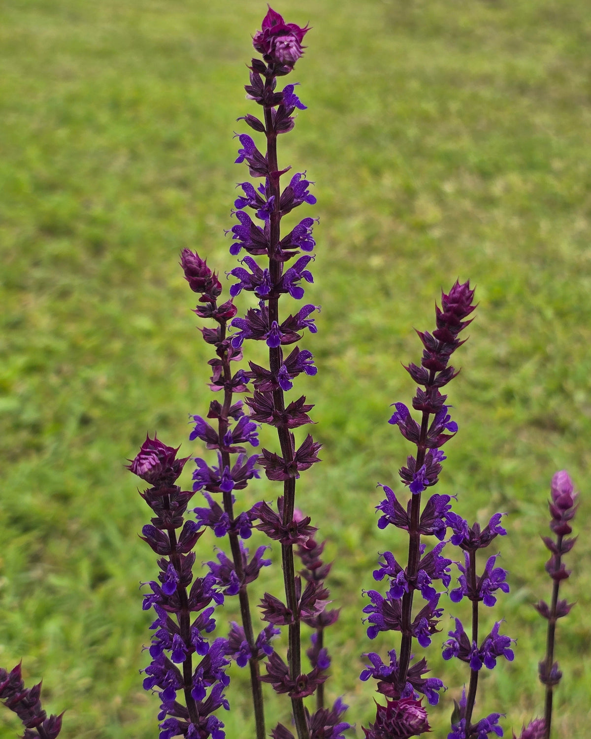 Metssalvei 'Caradonna'