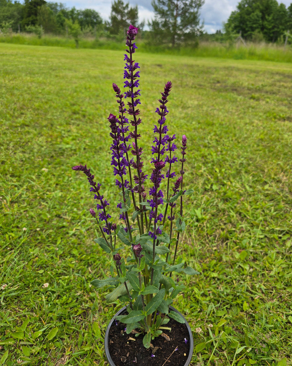 Metssalvei 'Caradonna'