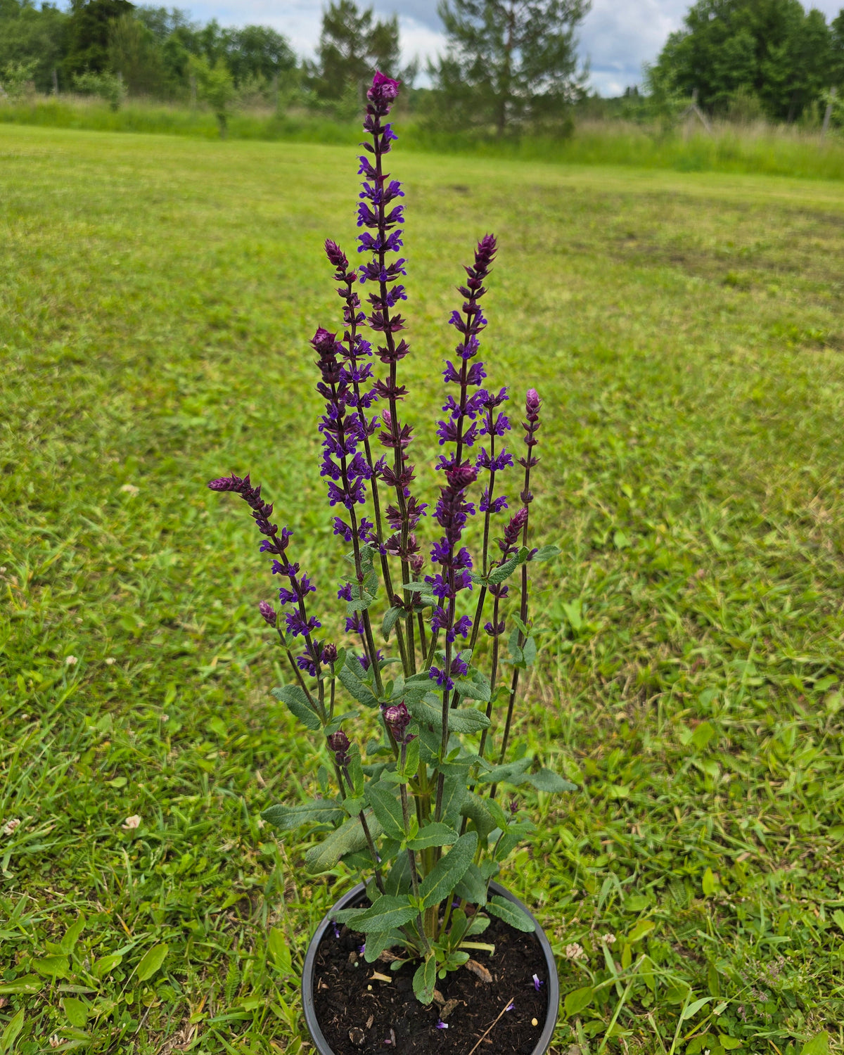 Metssalvei 'Caradonna'