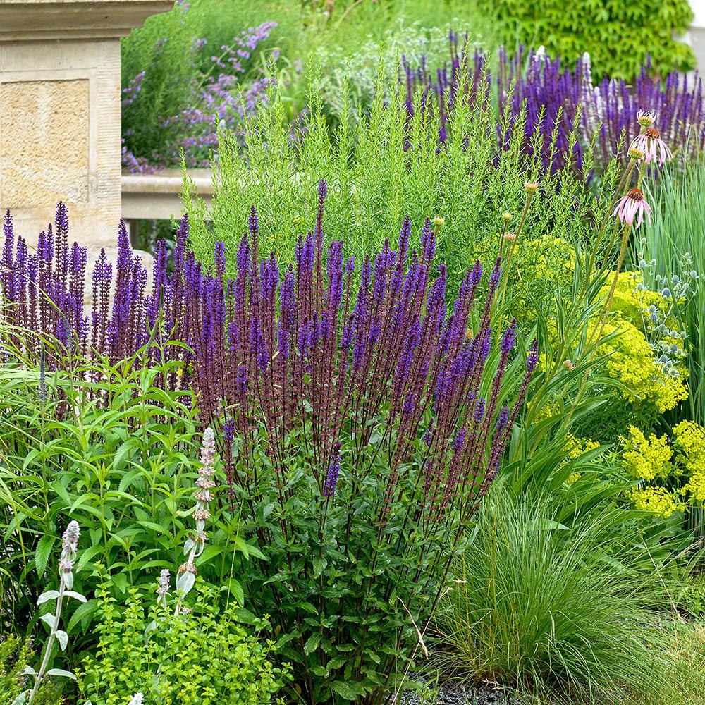 Metssalvei 'Caradonna'