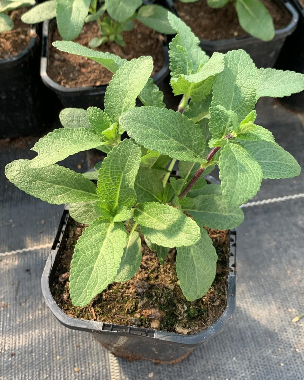 Metssalvei 'Caradonna'