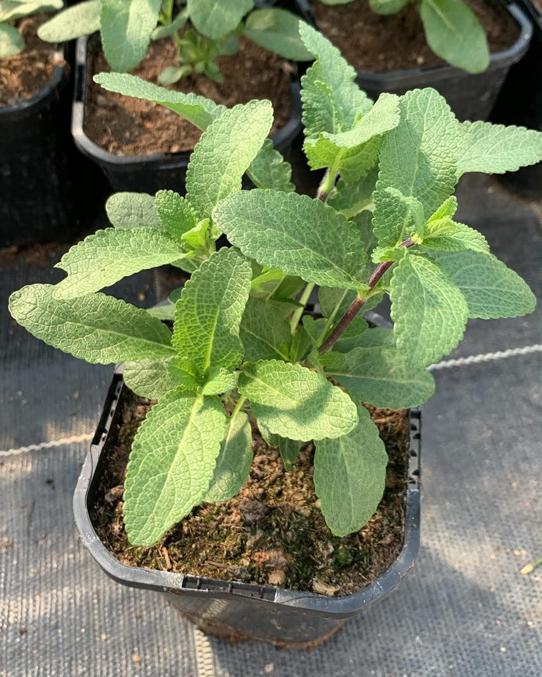 Metssalvei 'Caradonna'