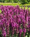 Metssalvei 'Midnight Rose'