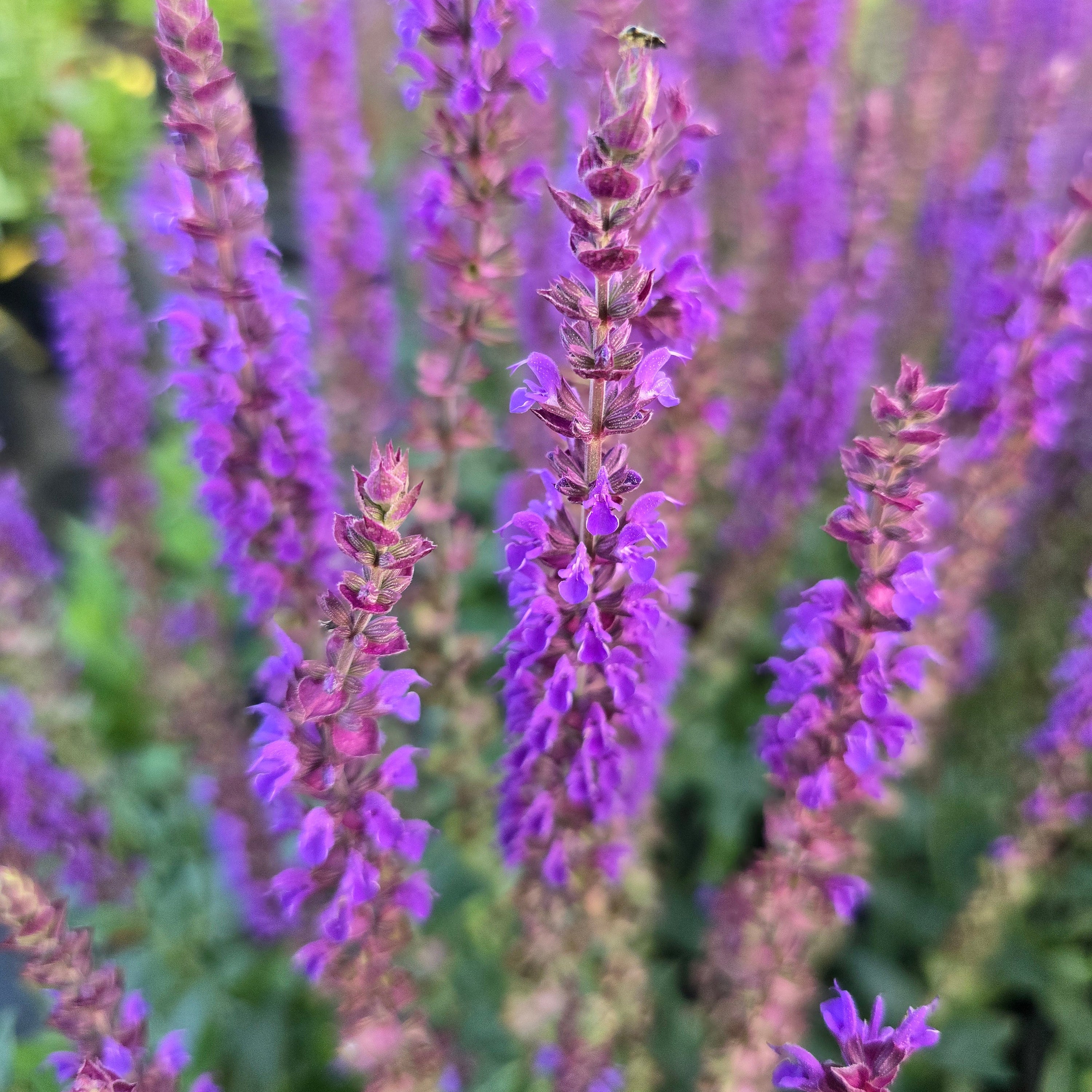 Metssalvei 'Ostfriesland'