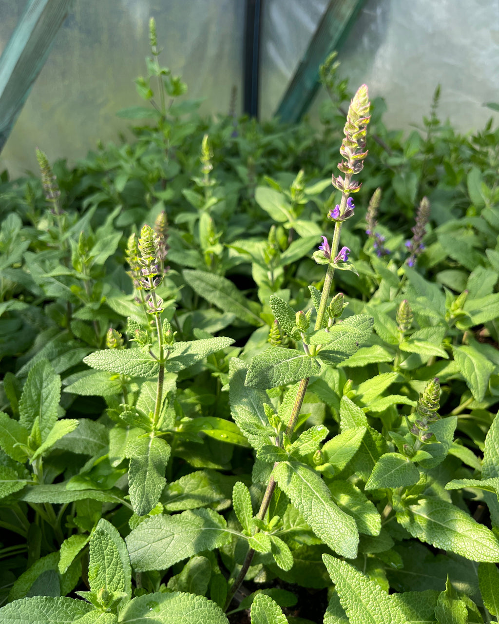 Metssalvei 'Ostfriesland'