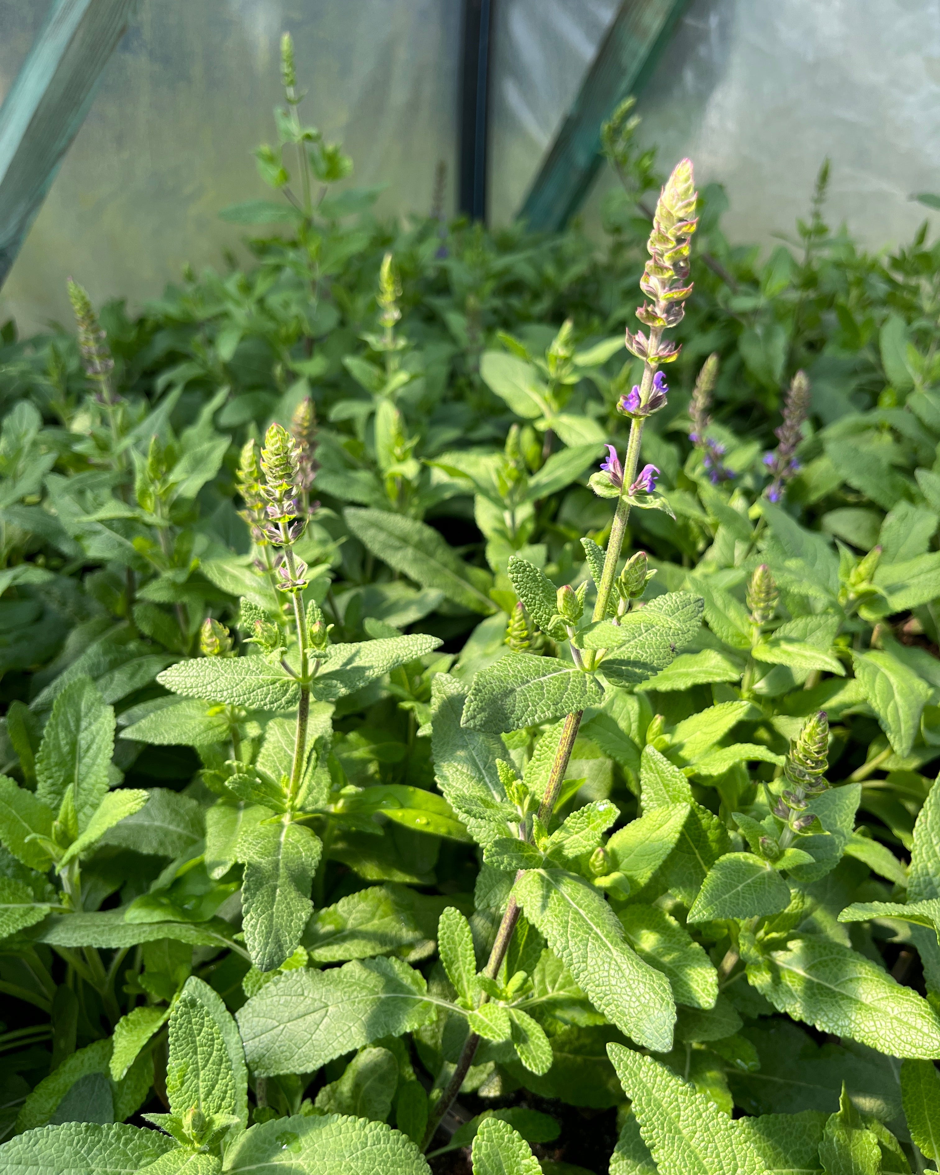 Metssalvei 'Ostfriesland'