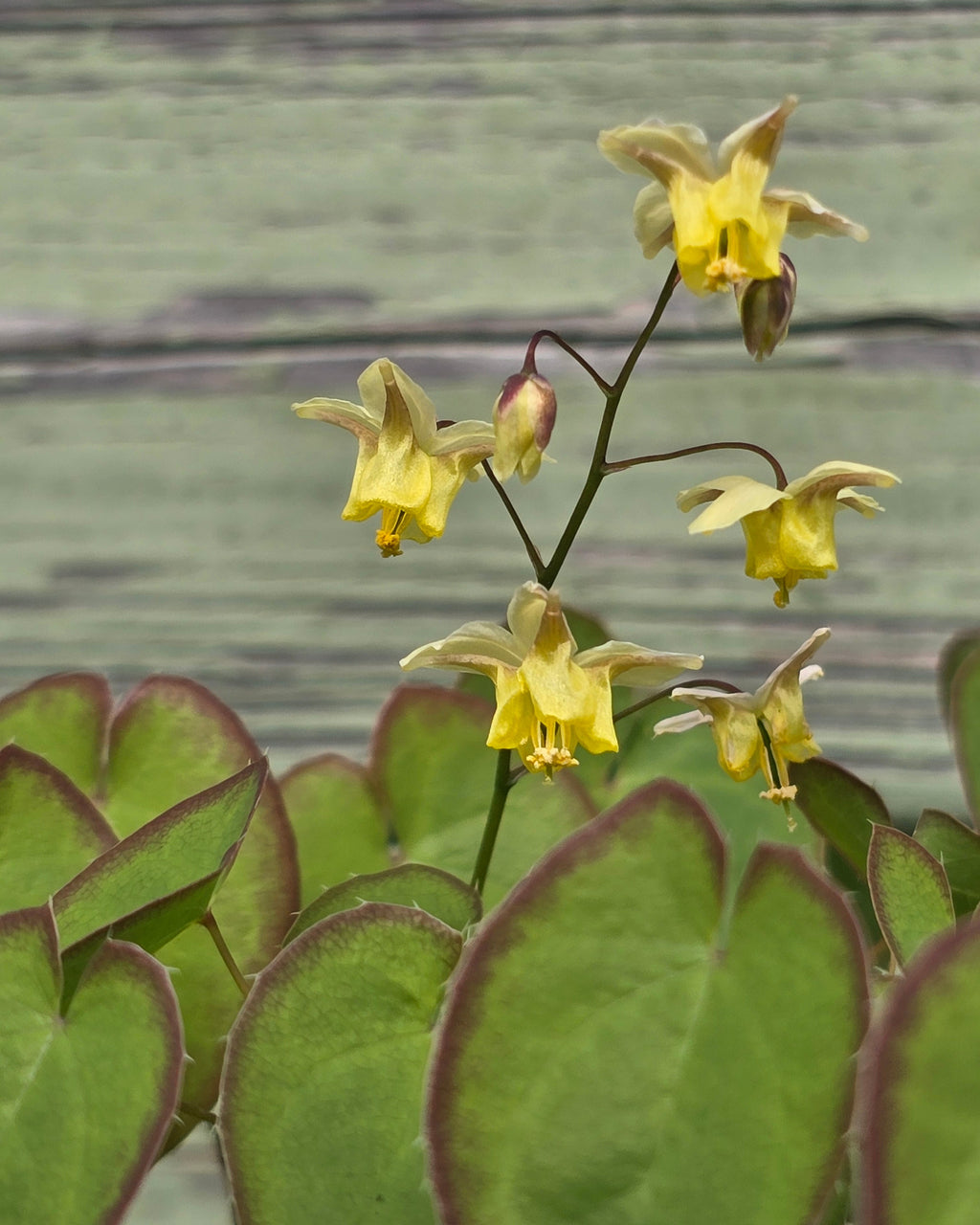 Mitmevärviline haldjatiib 'Sulphureum'