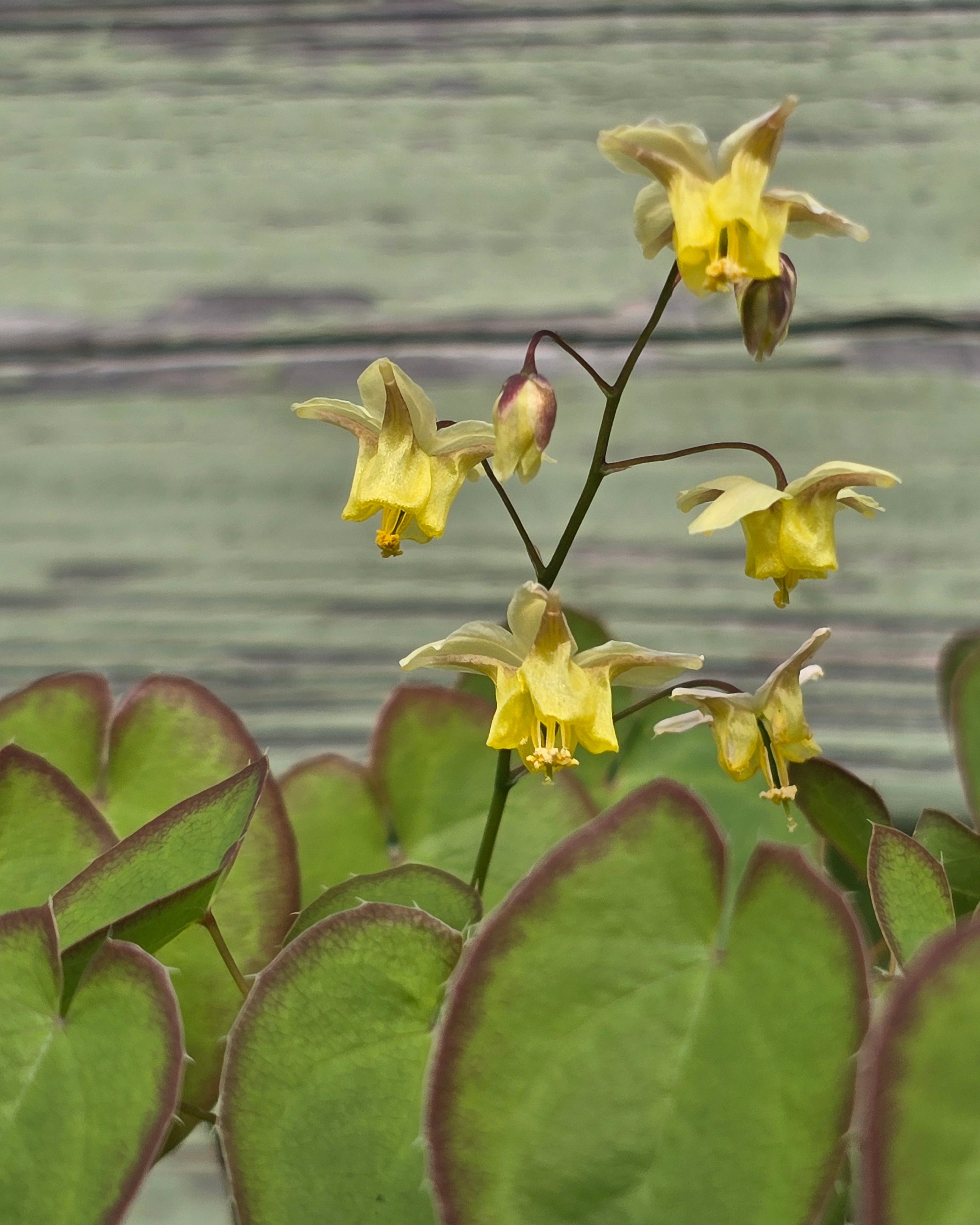 Mitmevärviline haldjatiib 'Sulphureum'