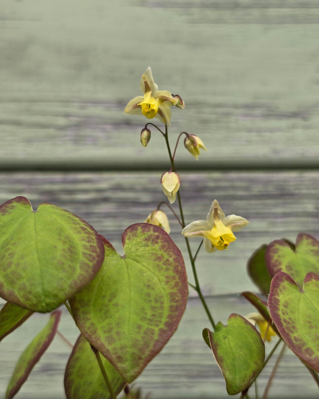 Mitmevärviline haldjatiib 'Sulphureum'