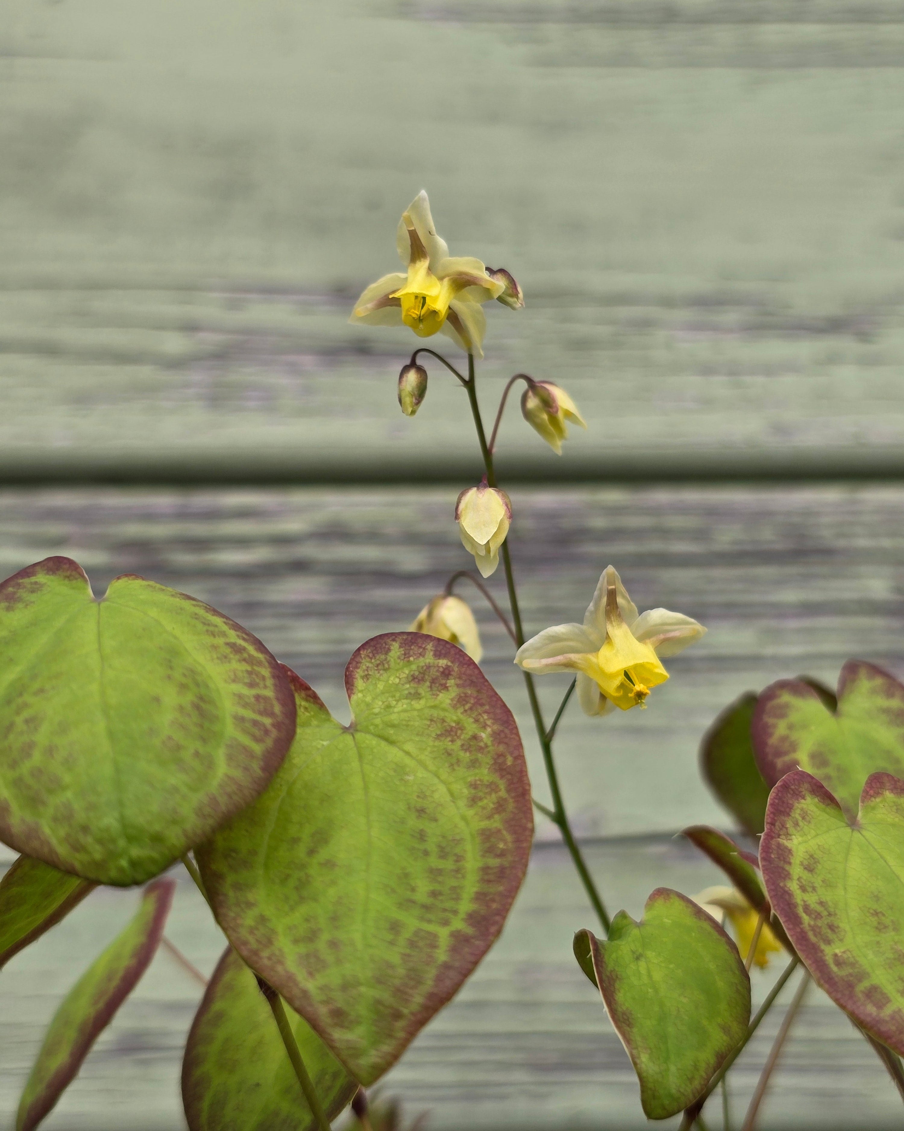 Mitmevärviline haldjatiib 'Sulphureum'