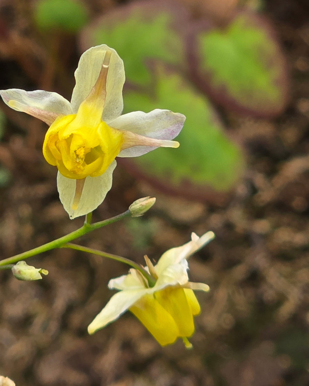 Mitmevärviline haldjatiib 'Sulphureum'