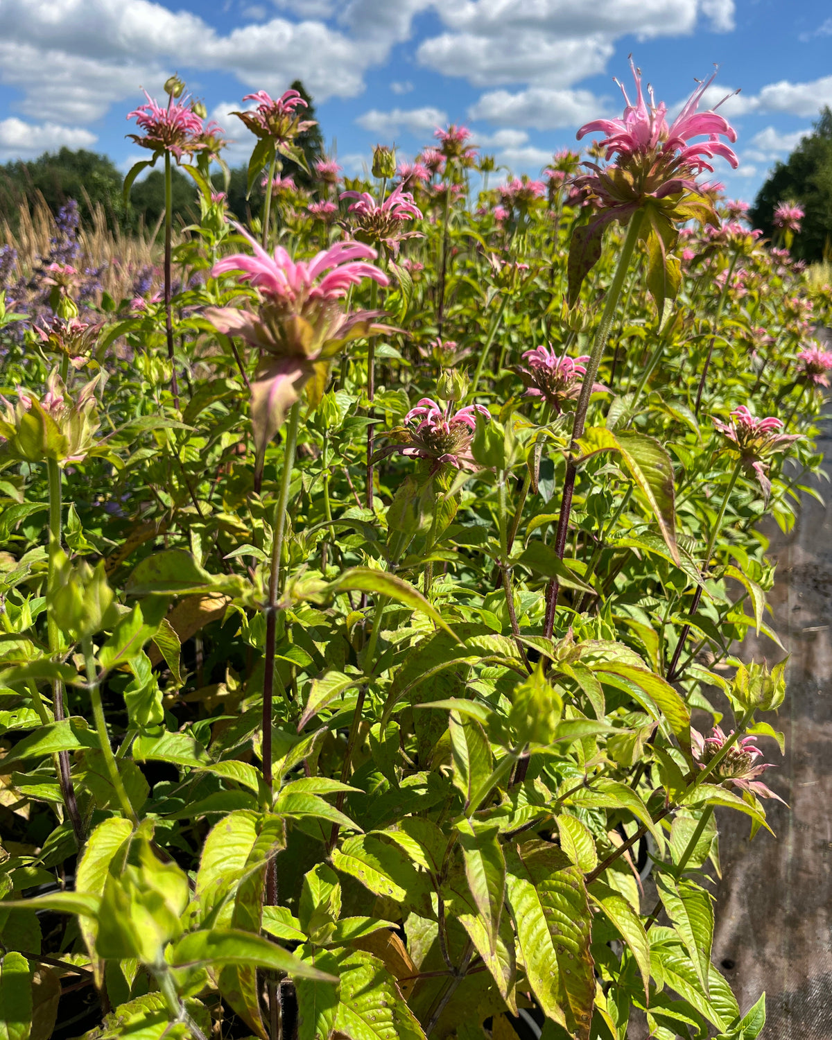 Monarda 'Croftway Pink'