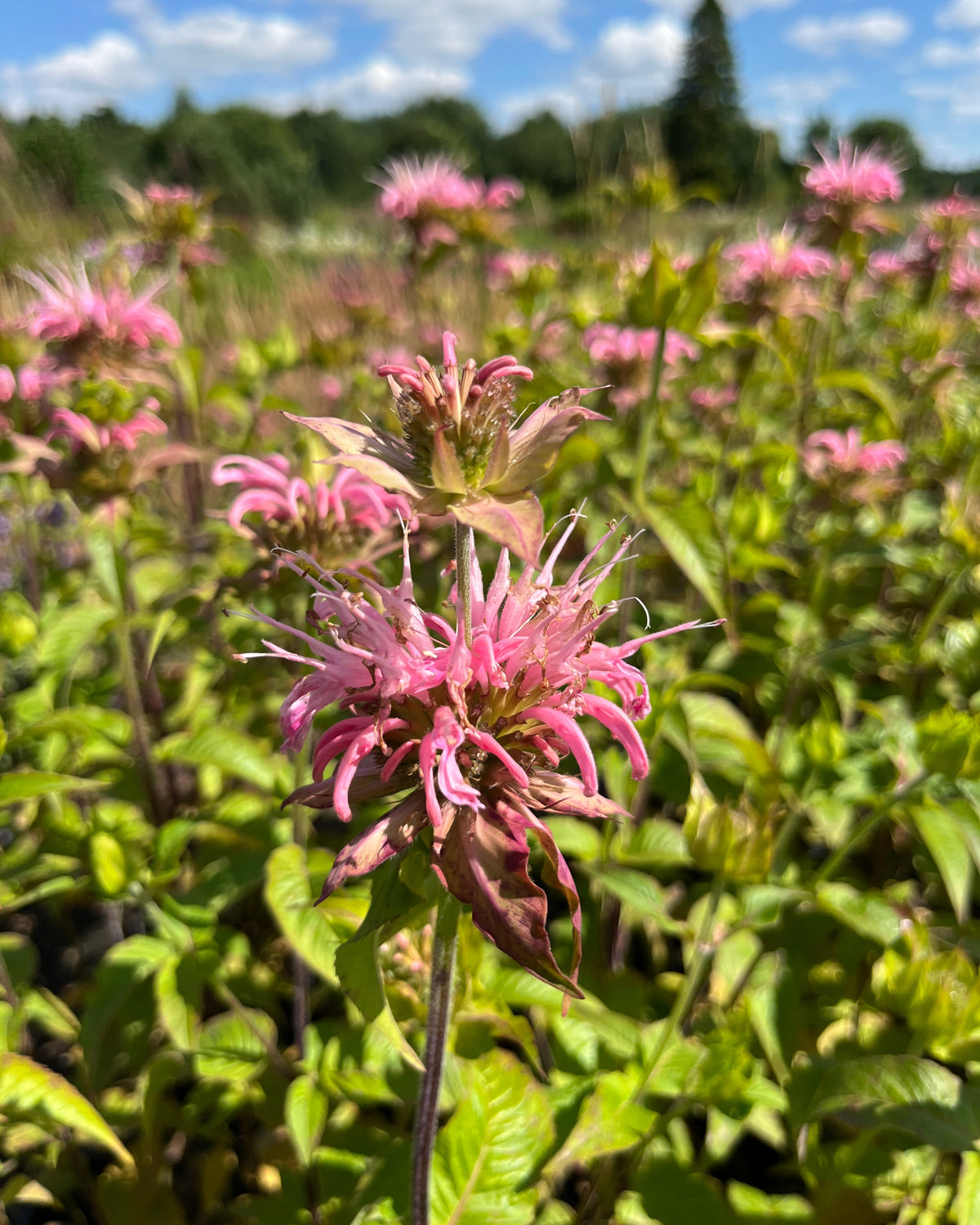 Monarda 'Croftway Pink'