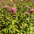 Monarda 'Croftway Pink'
