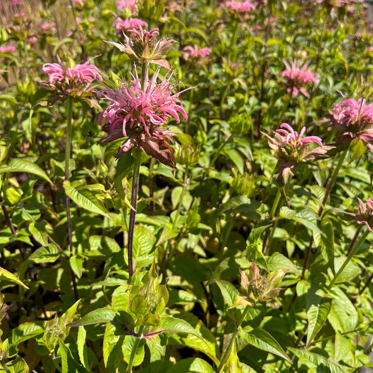 Monarda 'Croftway Pink'