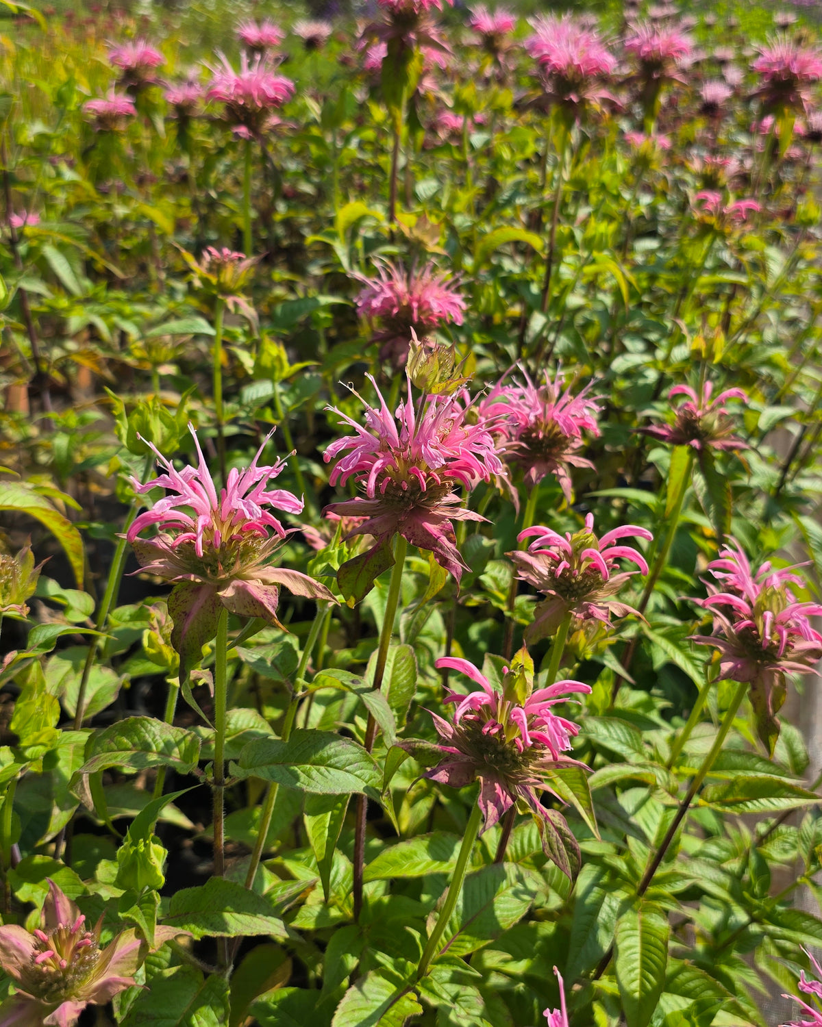 Monarda 'Croftway Pink'
