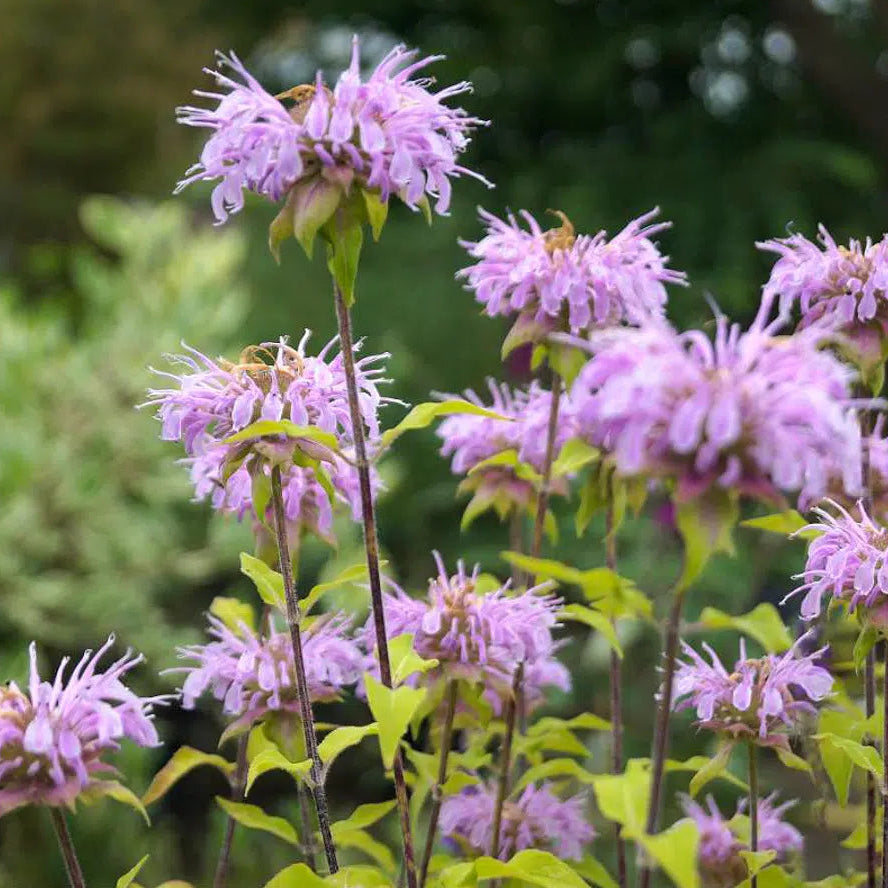 Monarda 'Elsie`s Lavender'