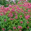 Monarda ‘Mahogany’