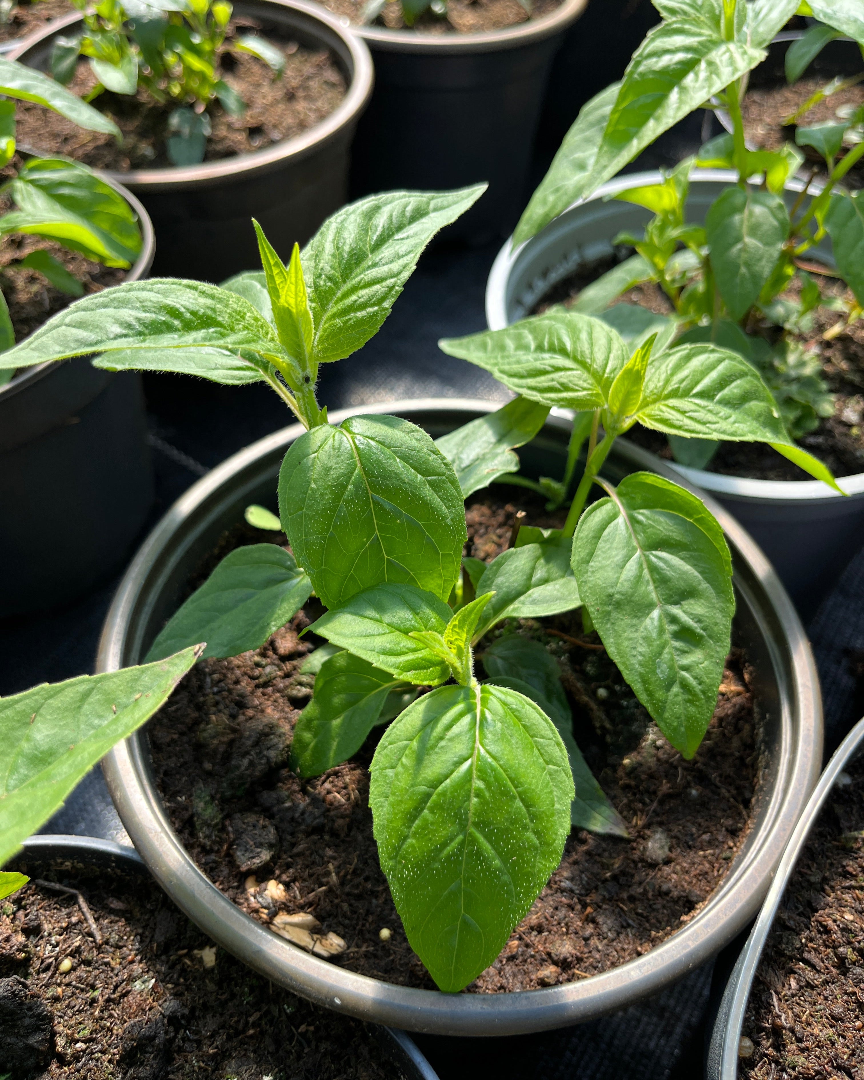 Monarda ‘Mahogany’