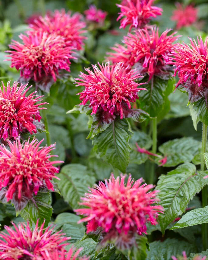 Monarda ‘Mahogany’