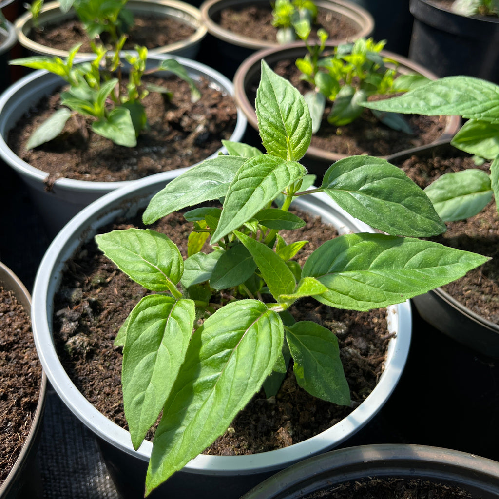 Monarda ‘Mahogany’
