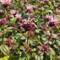 Monarda 'Ou Charm'