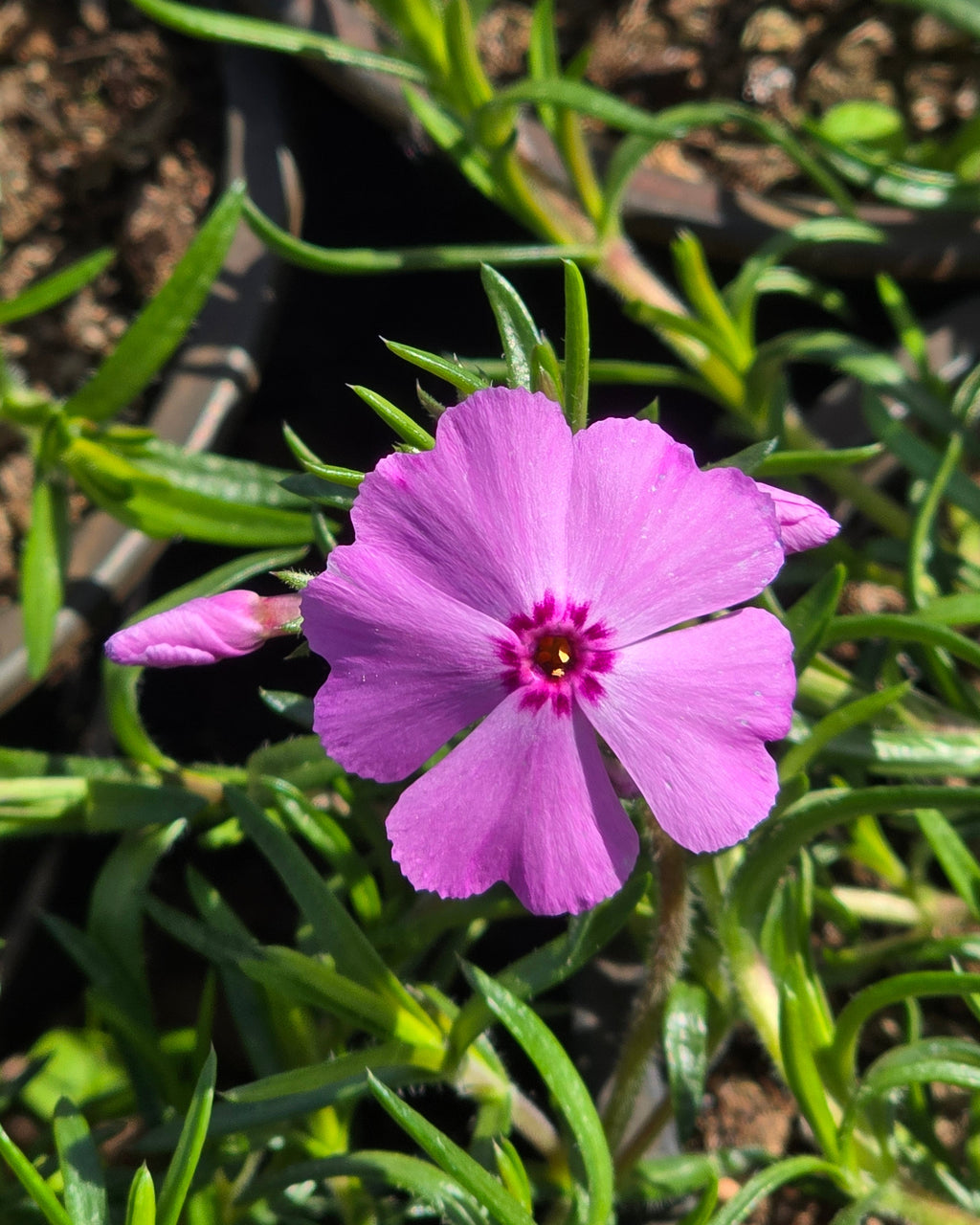 Nõeljalehine leeklill Phlox Trot 'Pink'