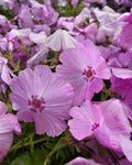 Nõeljalehine leeklill Phlox Trot 'Pink'