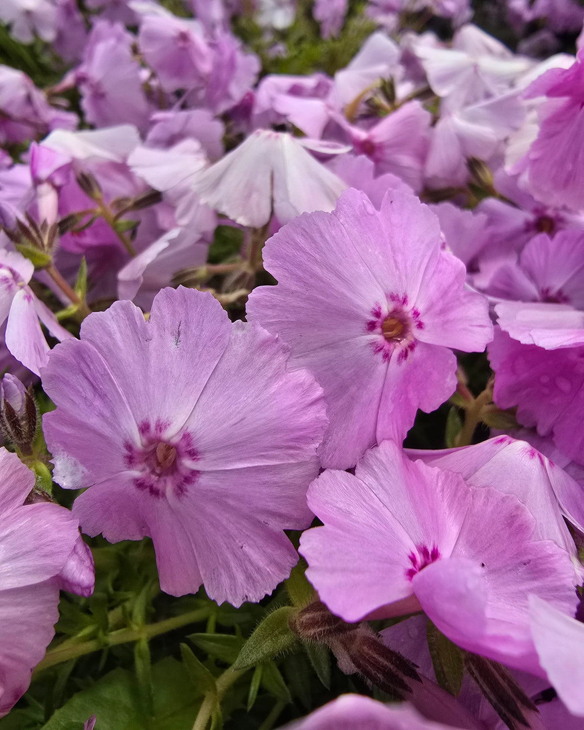 Nõeljalehine leeklill Phlox Trot 'Pink'