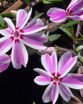 Nõeljalehine leeklill 'Candy Stripes'