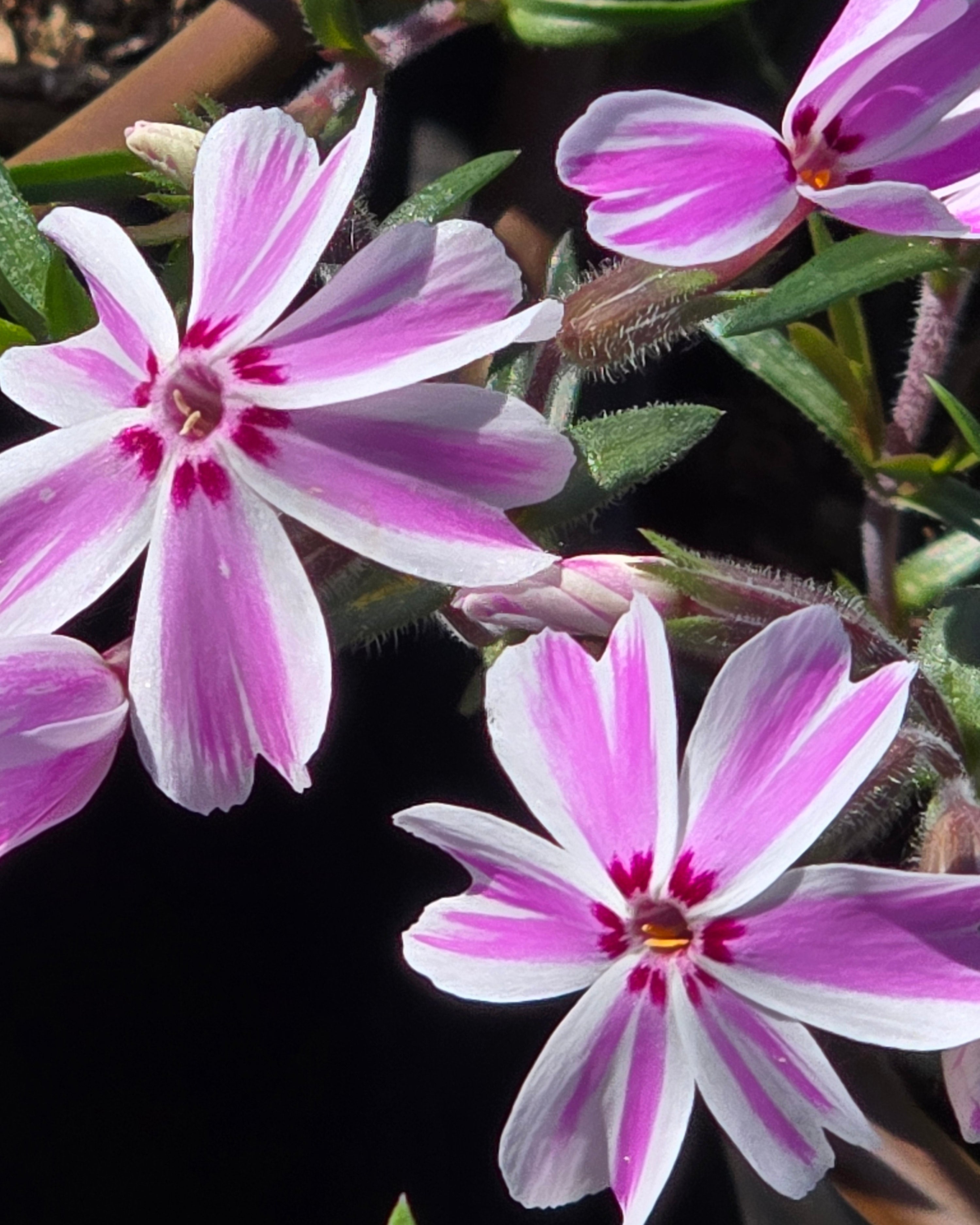 Nõeljalehine leeklill 'Candy Stripes'