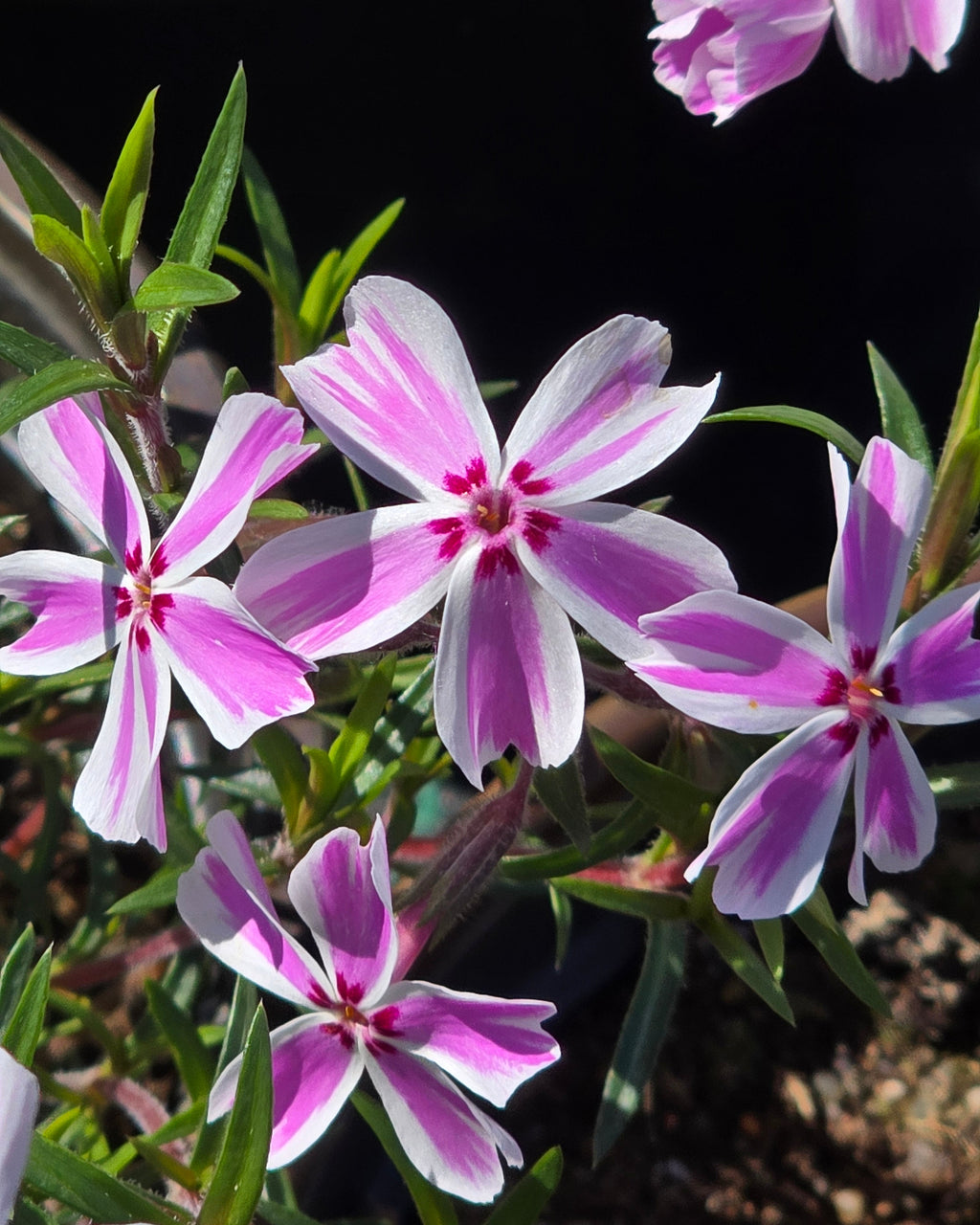 Nõeljalehine leeklill 'Candy Stripes'