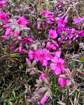 Nõeljalehine leeklill GoldiPhlox 'Cherry'