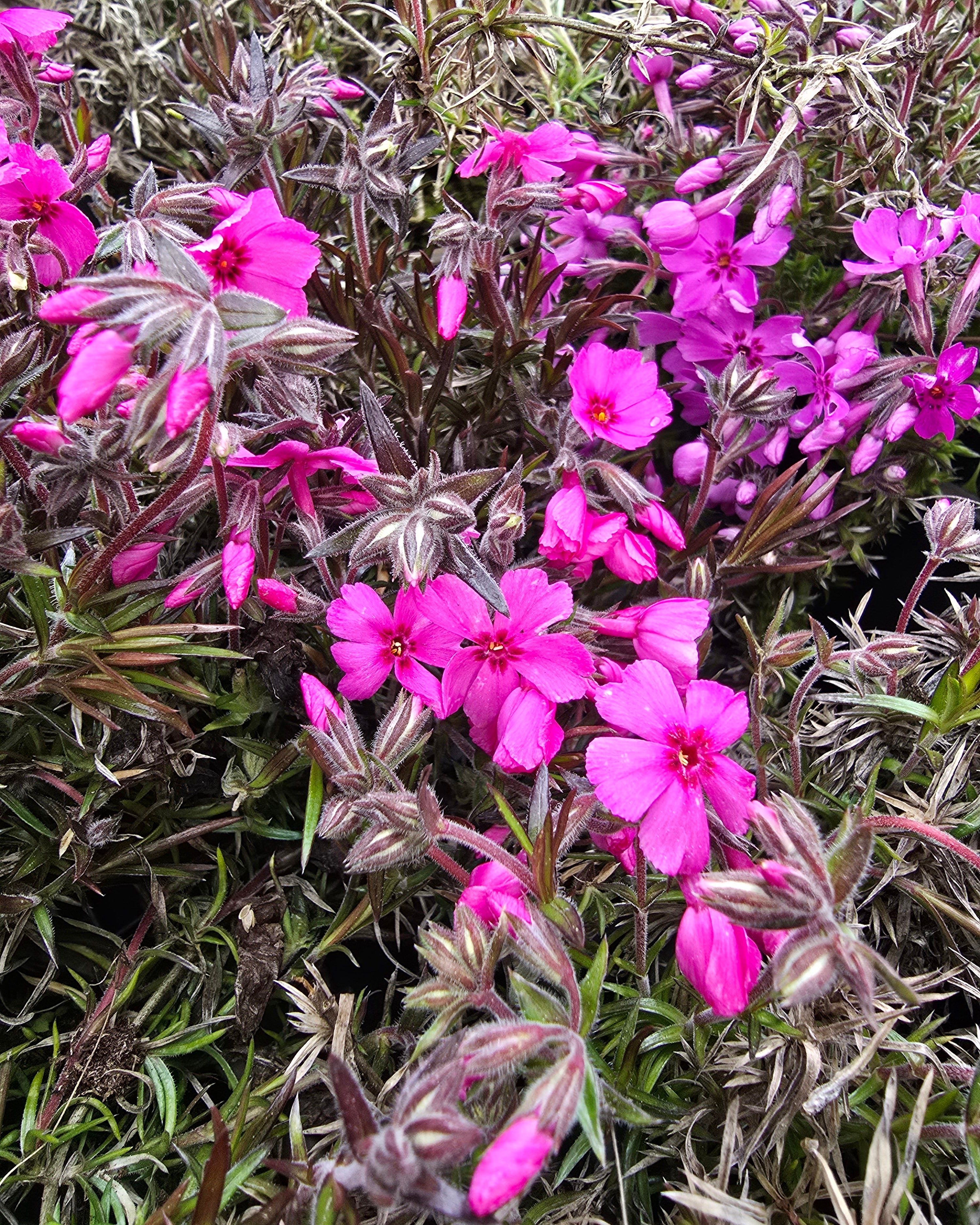 Nõeljalehine leeklill GoldiPhlox 'Cherry'