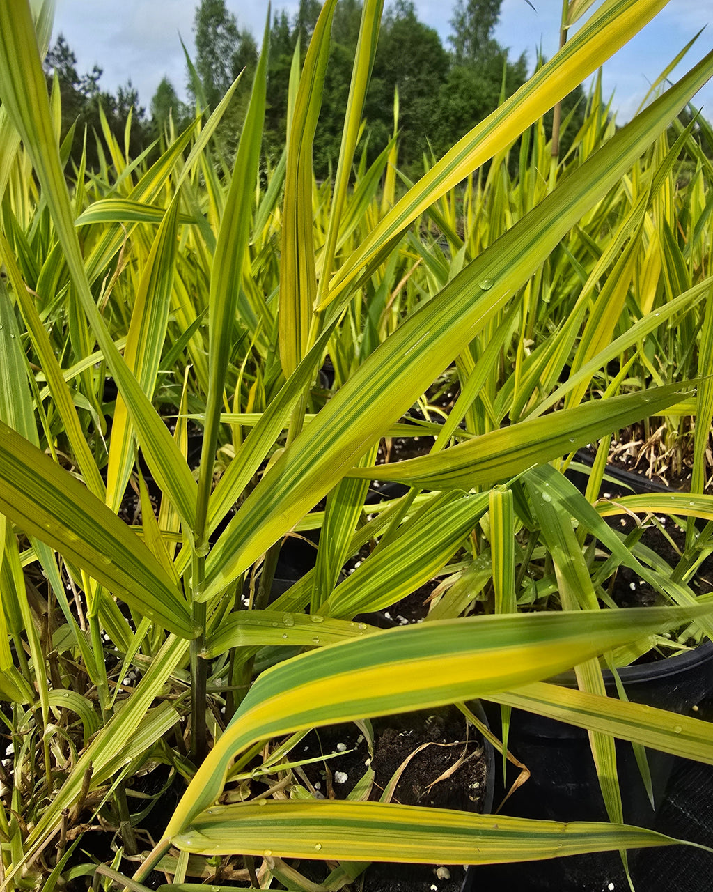 Päideroog 'Arctic Sun'