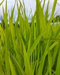 Päideroog 'Arctic Sun'