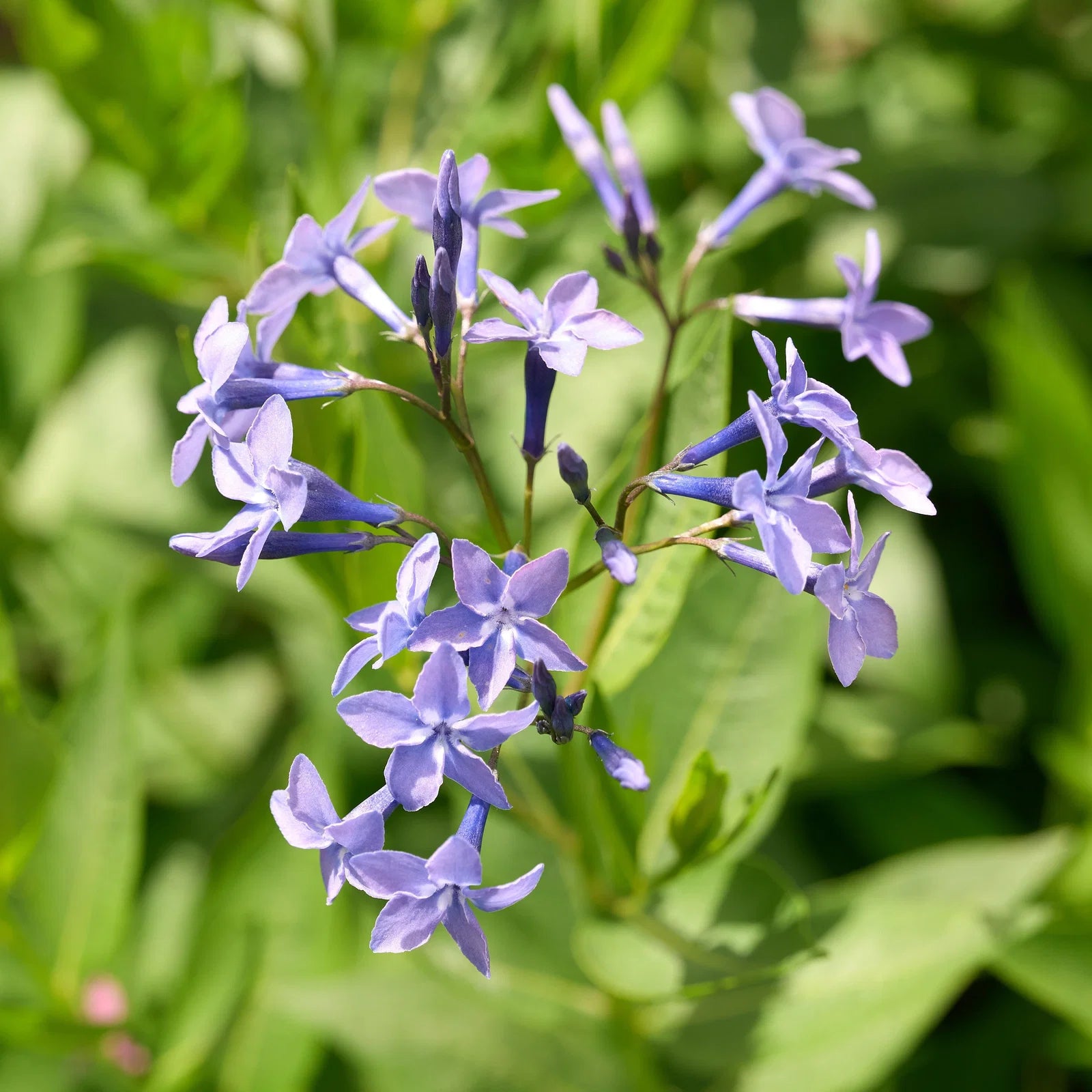 Pajulehine sinitäht 'Blue Ice'