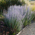 Perovskia 'Little Spire'