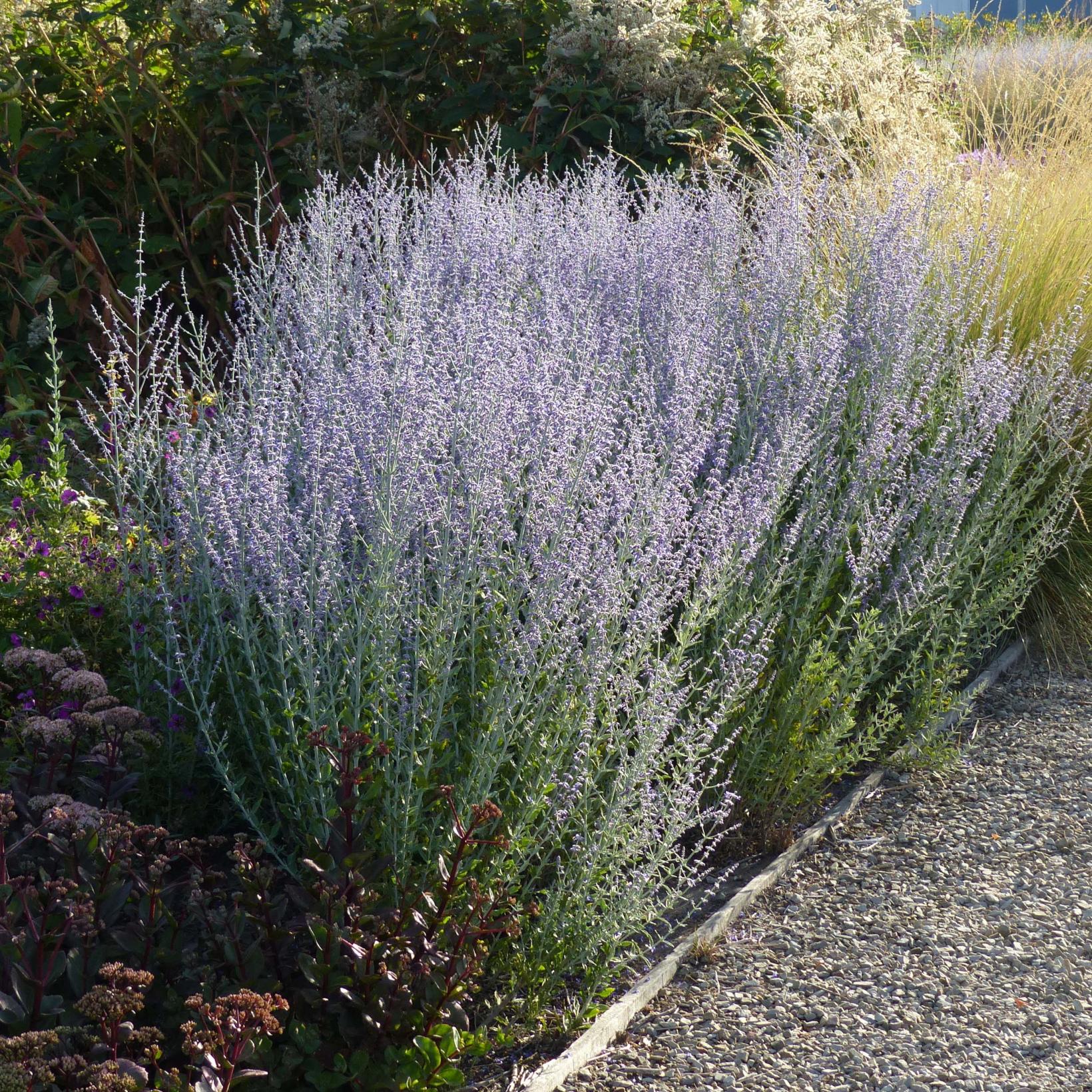 Perovskia 'Little Spire'