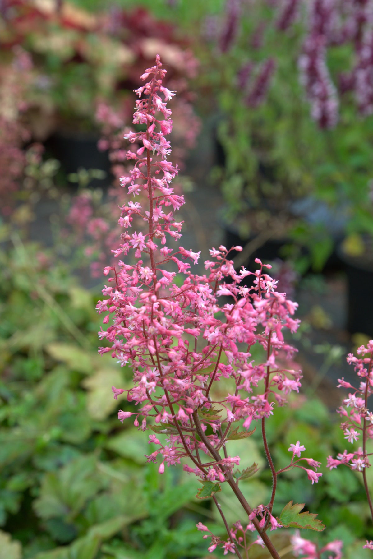 Pisipööris 'Pink Revolution'