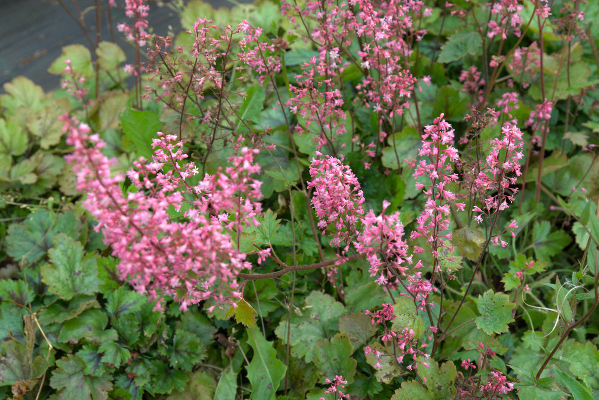 Pisipööris 'Pink Revolution'