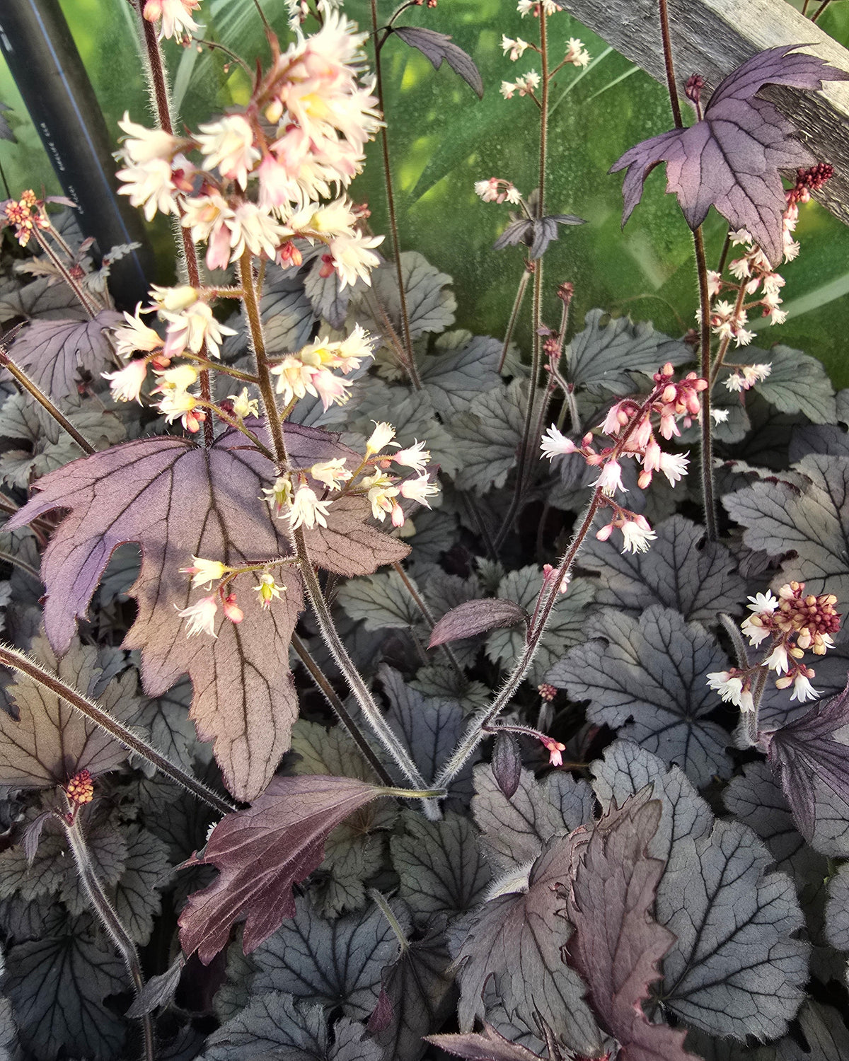 Pisipööris 'Plum Cascade'