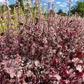 Pisipööris 'Plum Cascade'