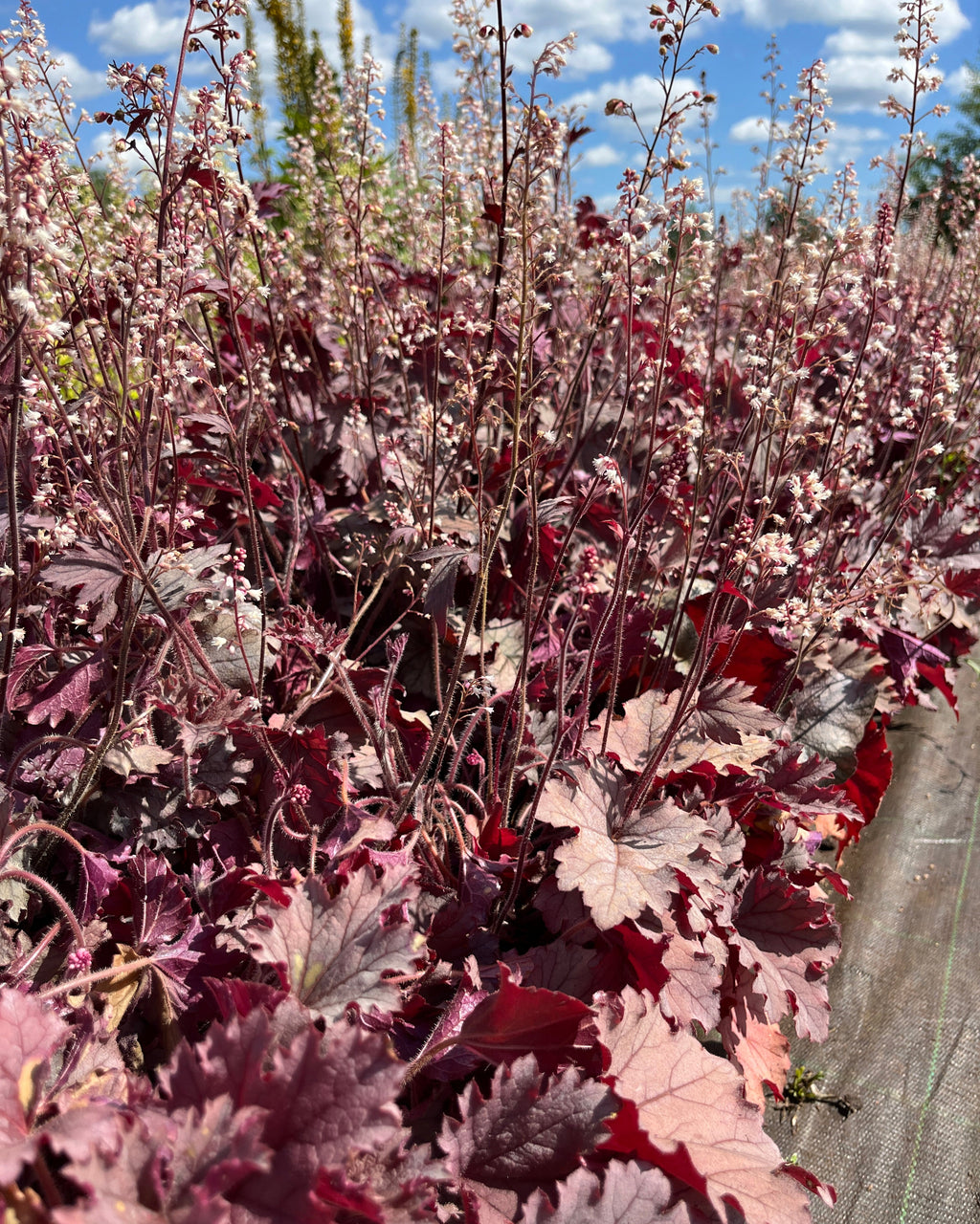 Pisipööris 'Plum Cascade'